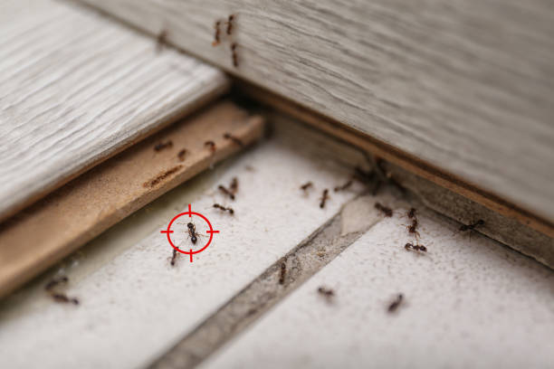 Wildlife Control Services in Avilla, IN